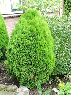 thuja-aurea-nana31 - THUJA--TUYA