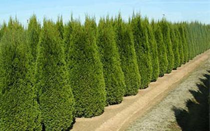 thuja-ocidentalis-smaragd_02 - THUJA--TUYA