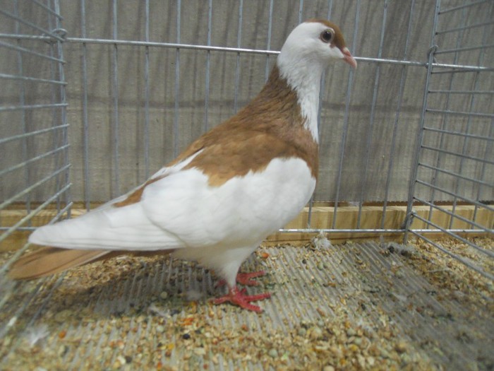 59415a j kiskunfelegyhaza