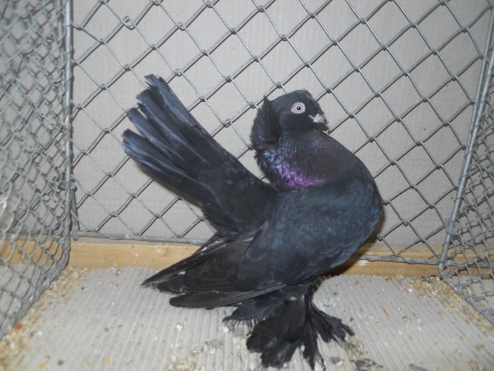 59975a bimotat de eisk