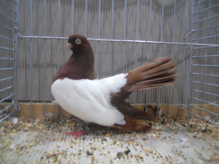 60101a oglindat bulgar