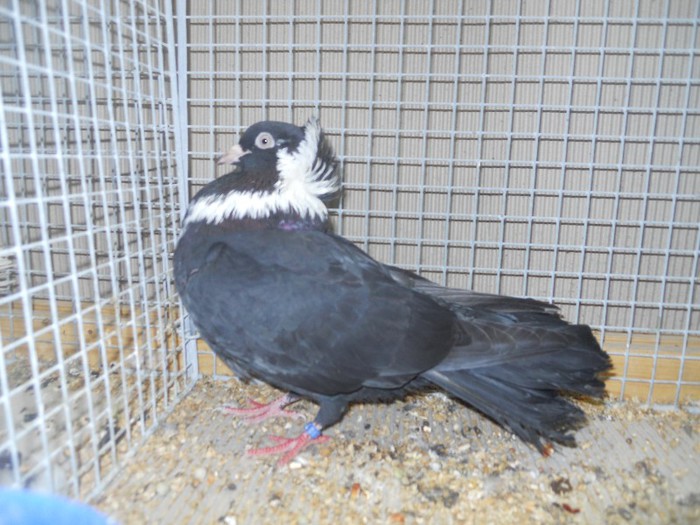 60165a roller razgrad