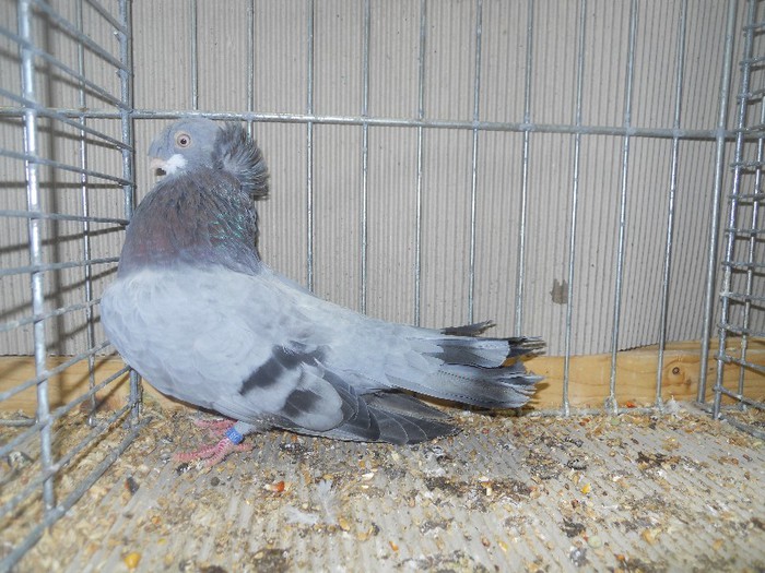 60177a j albastru ruse