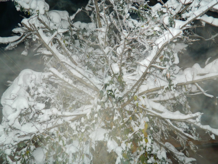 DSCN3519 - DECEMBRIE 2012