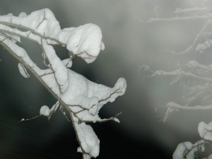 DSCN3521 - DECEMBRIE 2012
