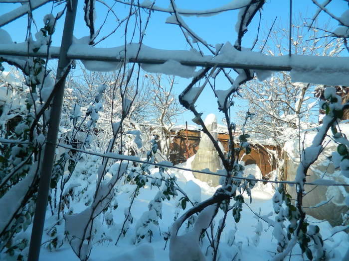 DSCN3531 - DECEMBRIE 2012