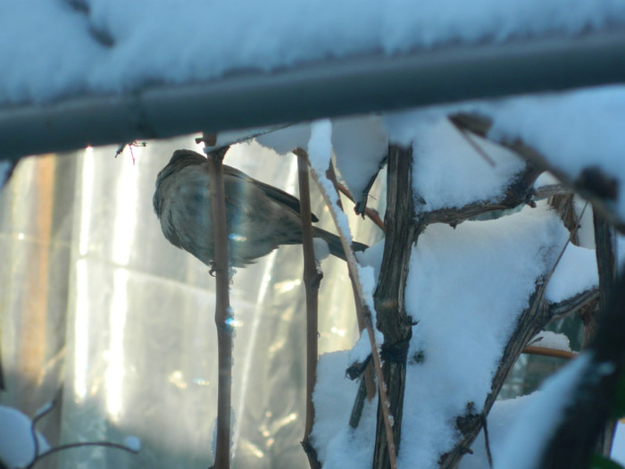 DSCN3534 - DECEMBRIE 2012