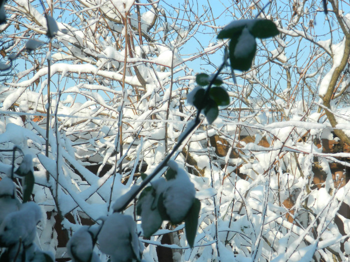 DSCN3548 - DECEMBRIE 2012