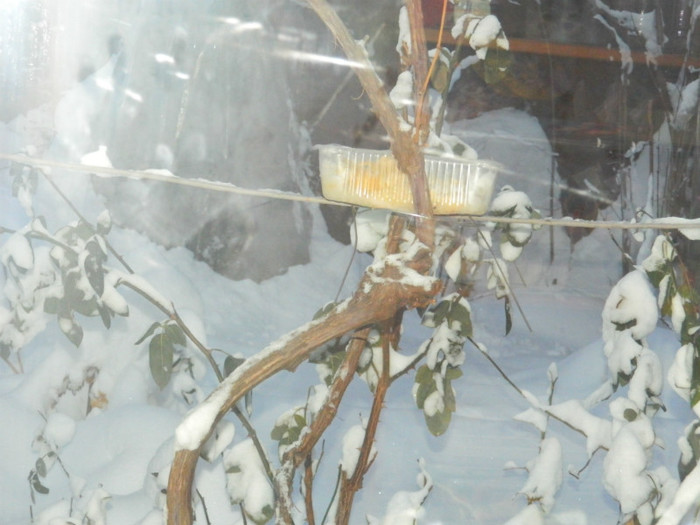 DSCN3560 - DECEMBRIE 2012