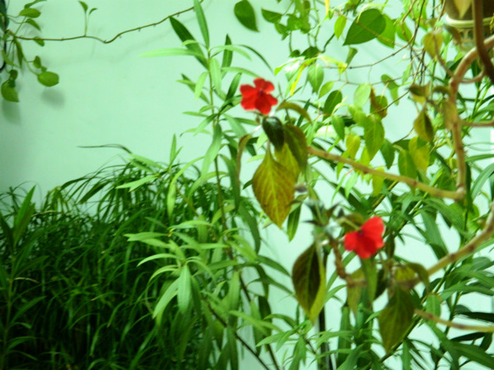 DSCN3562 - DECEMBRIE 2012