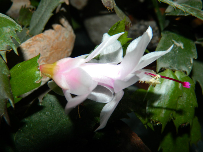 DSCN3568 - DECEMBRIE 2012