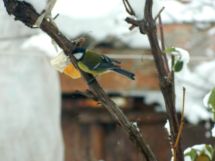 DSCN3571 - DECEMBRIE 2012