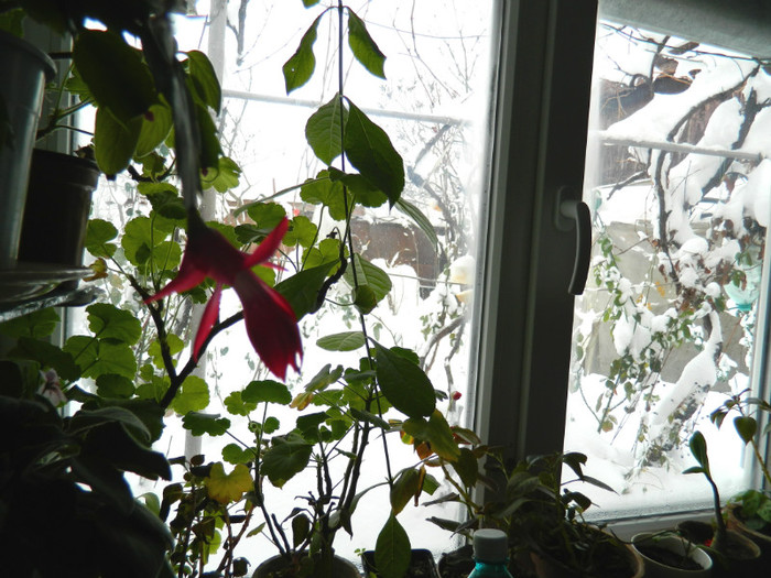 DSCN3575 - DECEMBRIE 2012