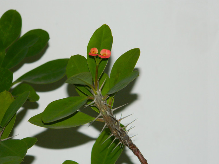 DSCN3581 - DECEMBRIE 2012