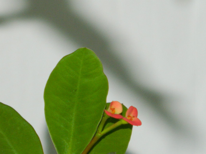 DSCN3583 - DECEMBRIE 2012