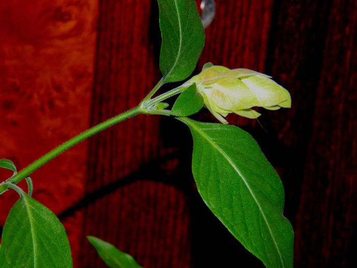 DSCN3586 - DECEMBRIE 2012