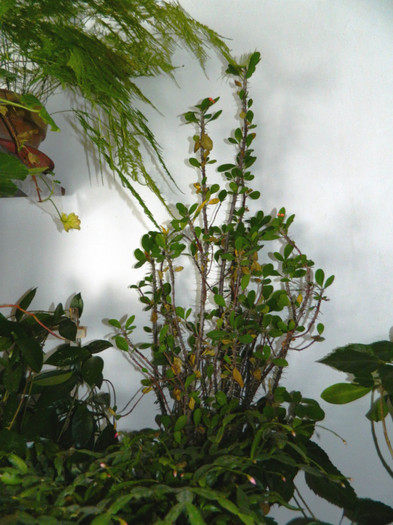 DSCN3592 - DECEMBRIE 2012