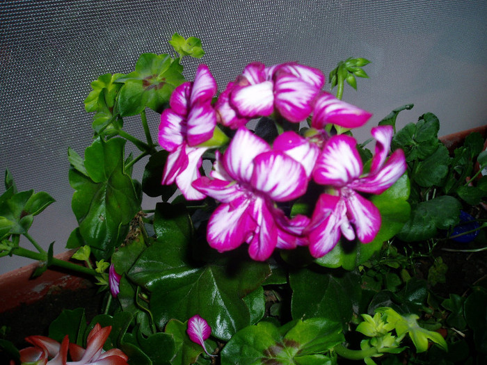 P1011028