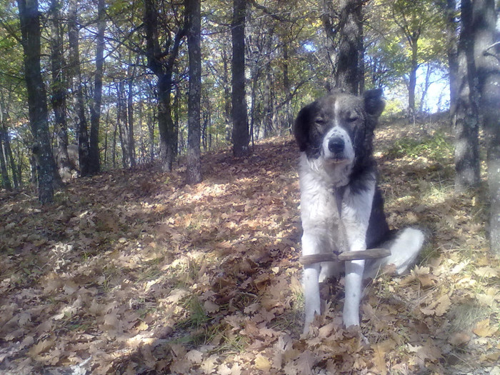 Caine de oi din Novaci Crasna