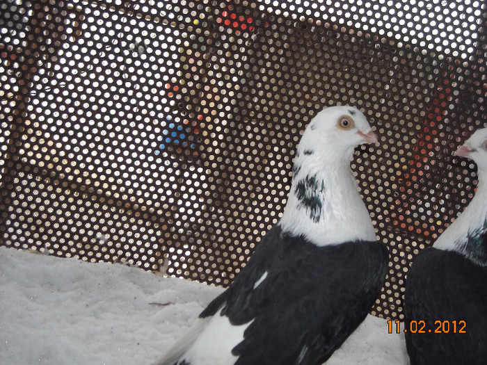 per moriscar -cazatoare 2010