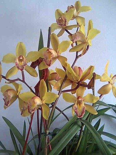 si inflorit - cymbidium