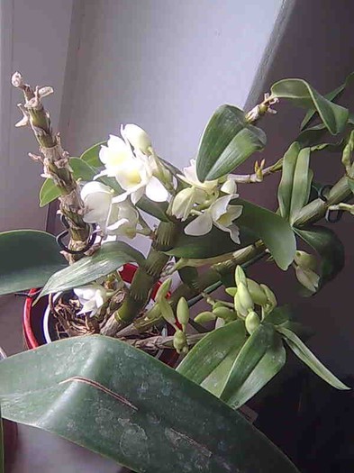 a inflorit din nou - dendrobium