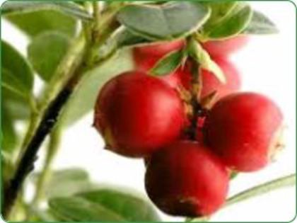 Merisoare ( afine rosii ) - Plante medicinale