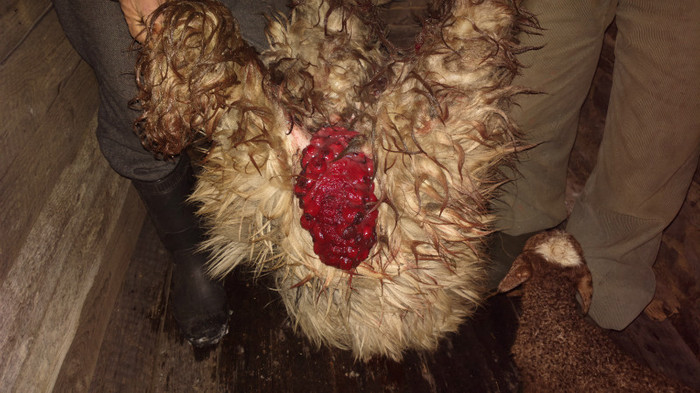 prolaps uterin la oaie