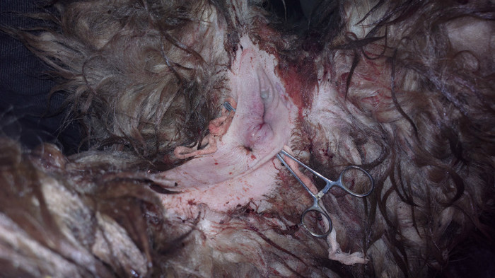 sutura vulvei - CSV Saschiz