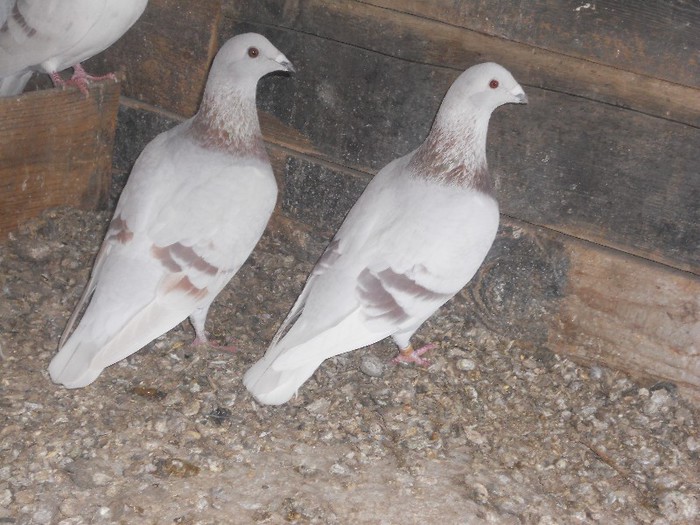 MASCUL SI FEMELA BRICOUX - VOIAJORI BRICOUX DIN MATCA MEA