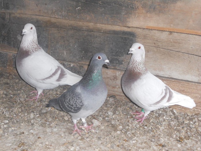 2 MASCULI BRICOUX + 1 FEMELA MARATON - VOIAJORI BRICOUX DIN MATCA MEA