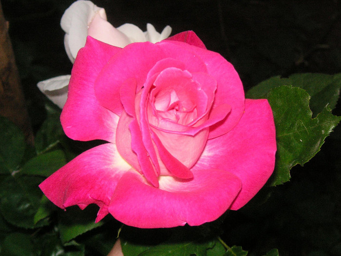 2117373620075666569EFhLCD_fs
