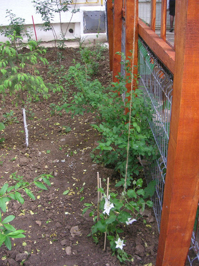2170878540075666569gJQgpA_fs - Gradina I