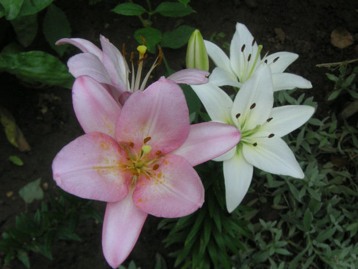 2195493090075666569niFyor_fs - Gradina I