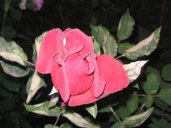 2497191750075666569cJwKlK_fs