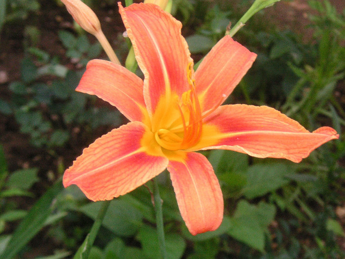2560112020075666569iJGhmv_fs