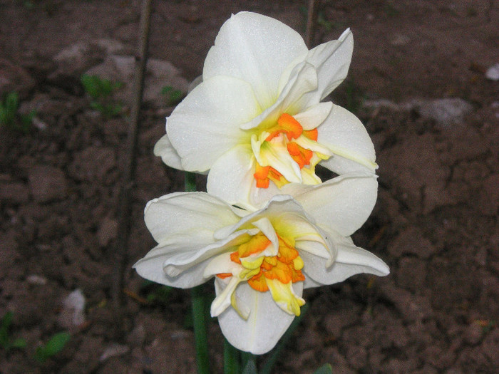 2563354520075666569gjrMKi_fs