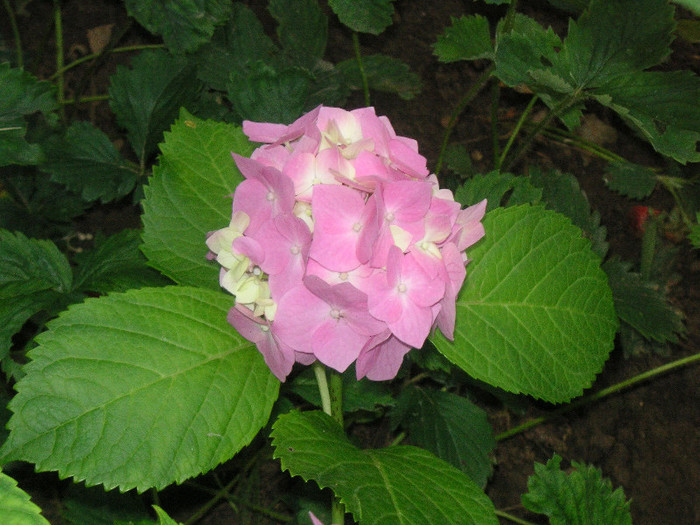 2652418190075666569UXyhYn_fs