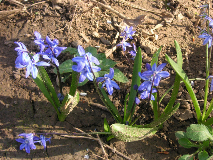 2022957150075666569eLRBHO_fs - Gradina II