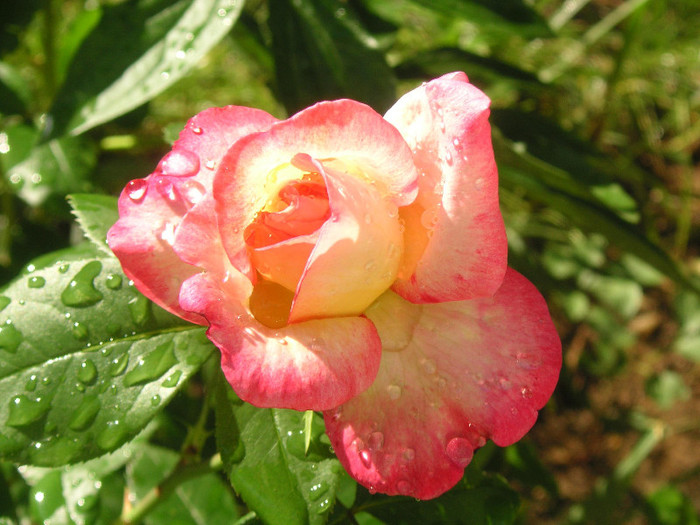 2023847090075666569ifwerJ_fs