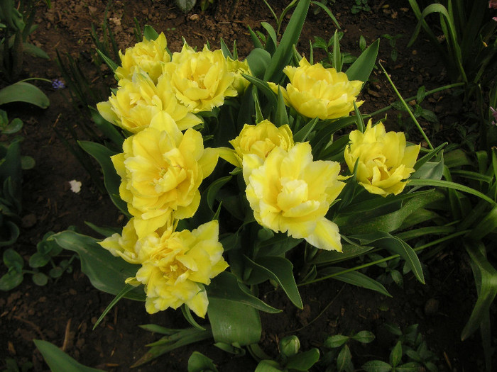 2027256470075666569cbZamG_fs