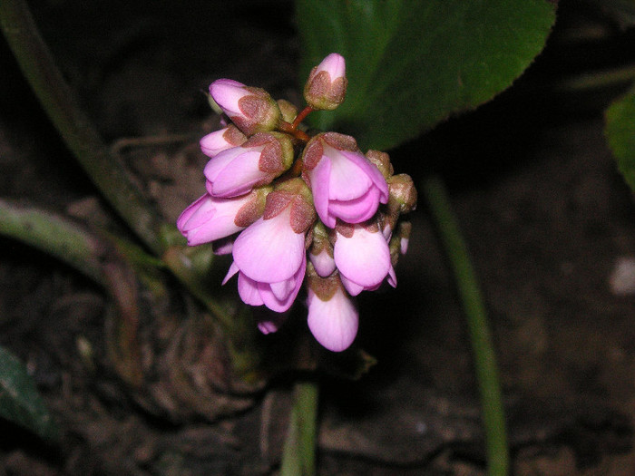 2030843020075666569RBXifx_fs