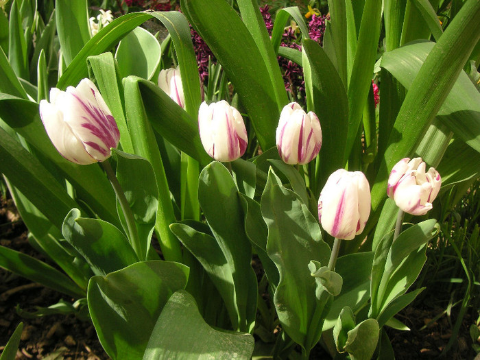 2034042160075666569cdtyRP_fs