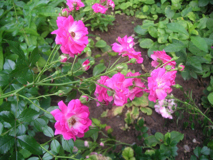 2038697390075666569FLkVDC_fs