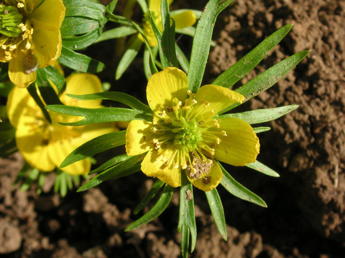 2049240700075666569iMAdxS_fs