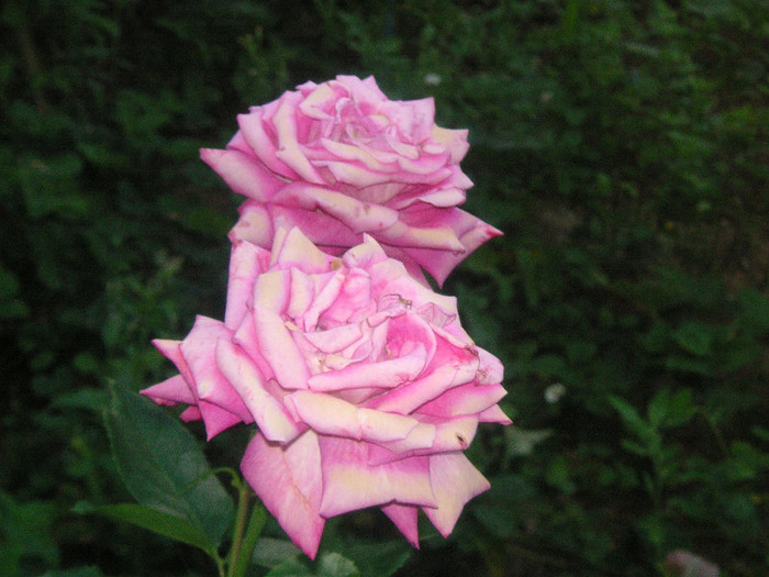 2101182320075666569LkXovs_fs