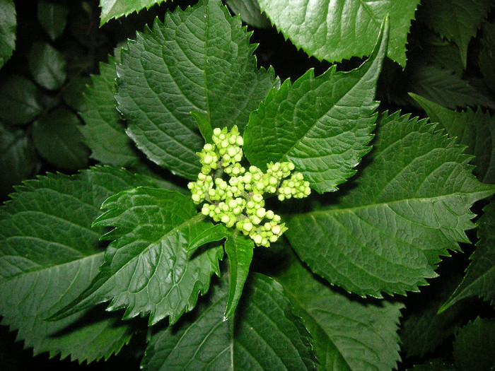 2103425990075666569eKPCUS_fs