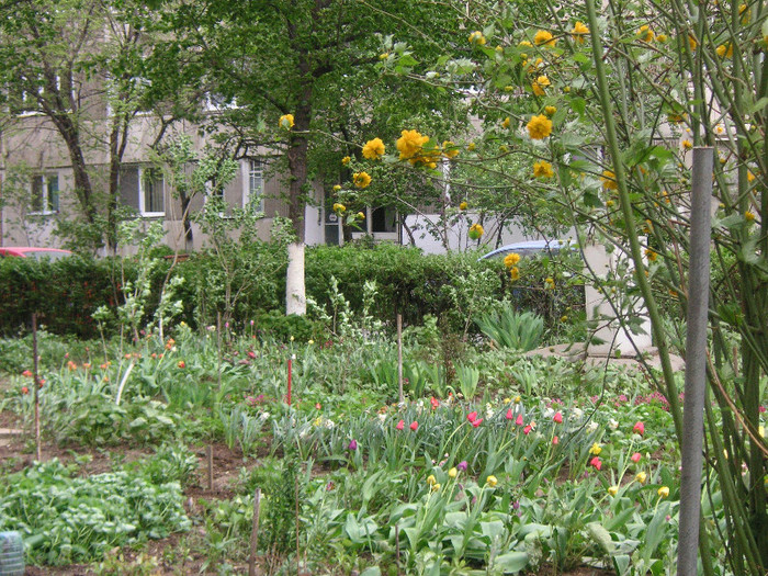 2118206110075666569nnSScc_fs