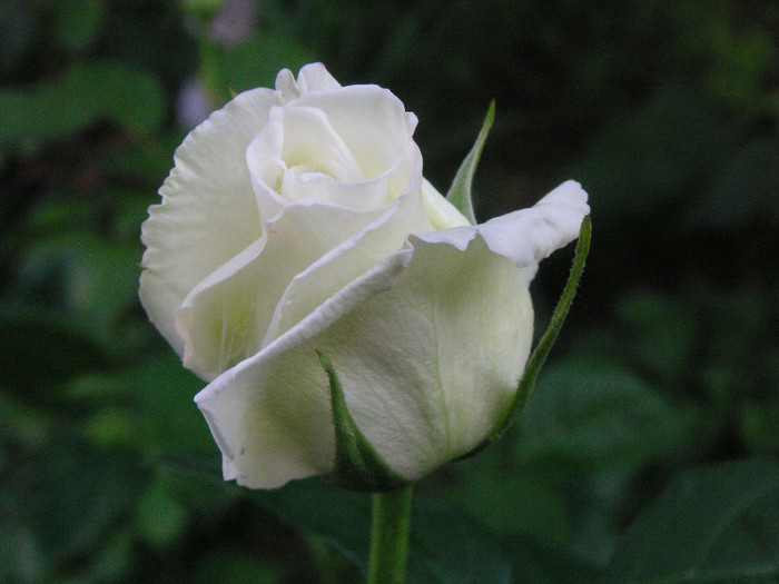 2118460290075666569ElRZKw_fs