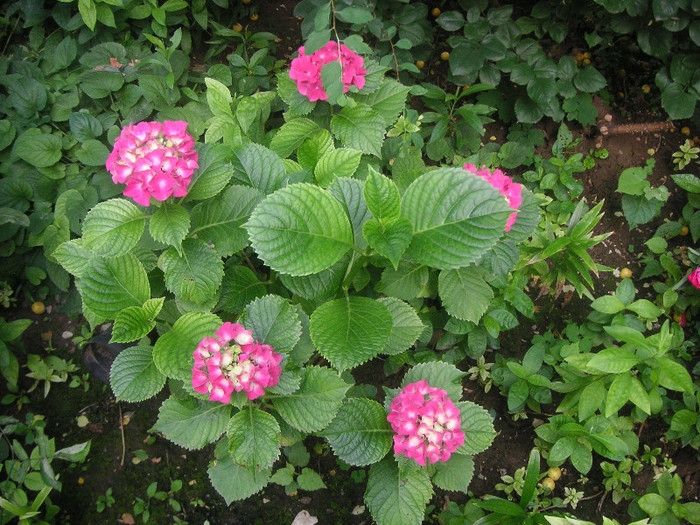 2133542210075666569AZsael_fs